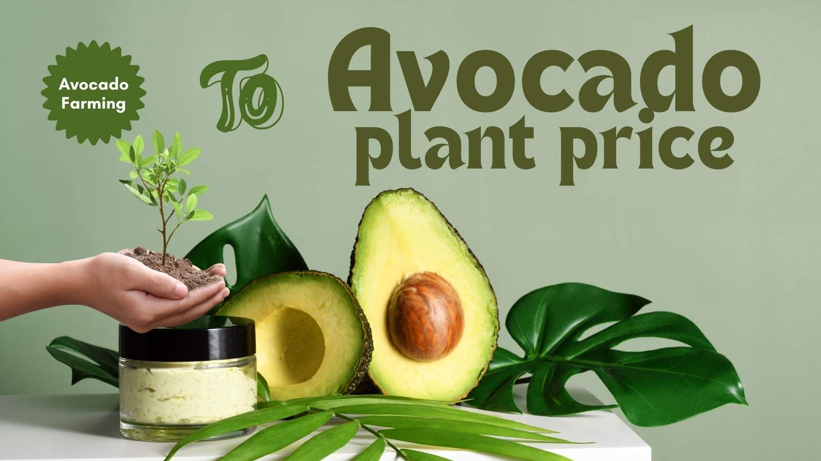 Avocado plant price